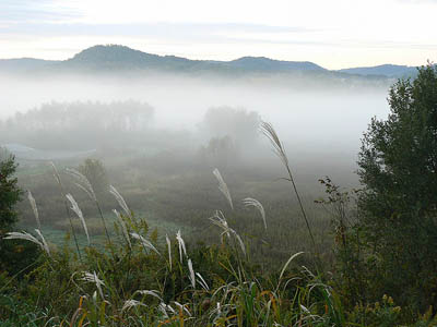 Grass and Fog