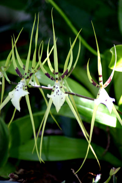 Brassia giveoudiana