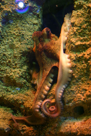 Atlantic Octopus