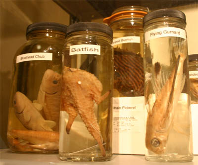 Fish Specimens in Jars
